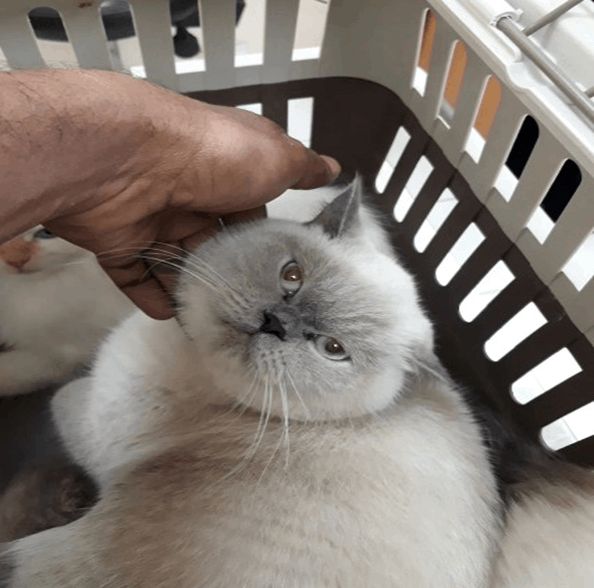 veterinary clinic in Sharjah