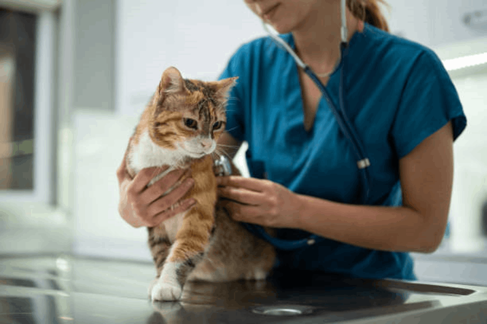 veterinary clinic in Sharjah